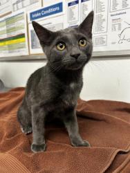 Shelter Stray Male Cat last seen , 600 Aviation Dr, Camarillo, CA 93010, USA