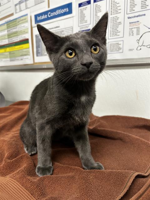 Shelter Stray Male Cat last seen , 600 Aviation Dr, Camarillo, CA 93010, USA