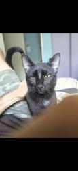 Lost Male Cat last seen Page Ave and Keepsake LN, Hernando, FL 34442