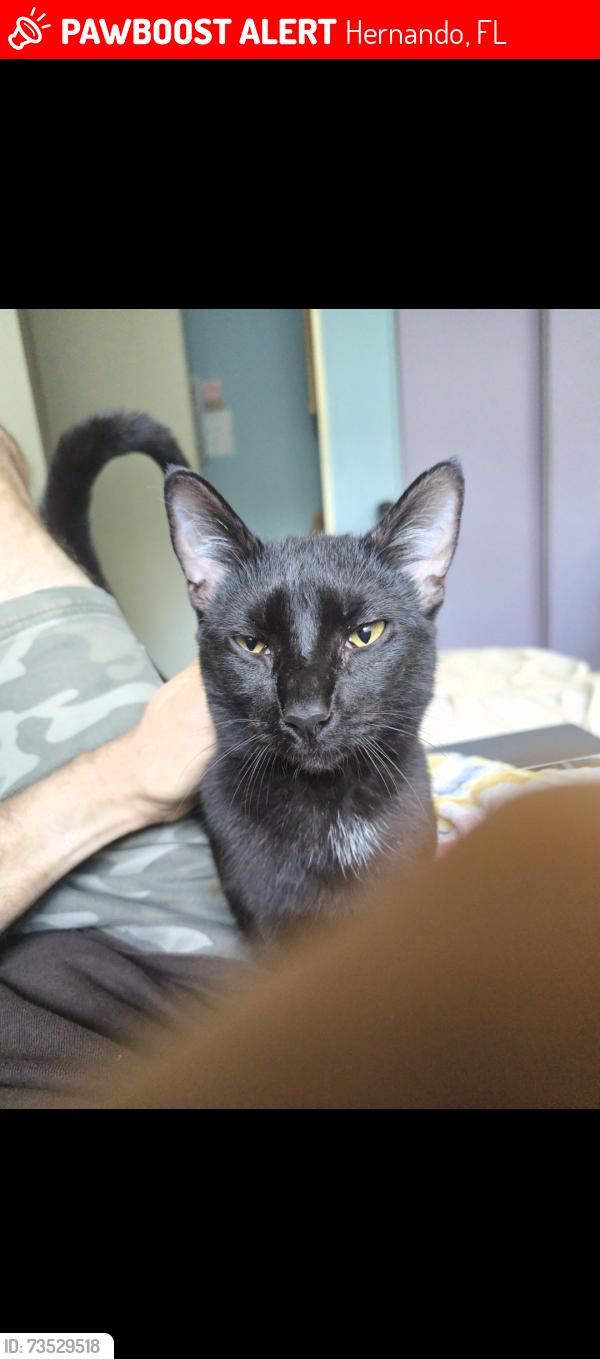 Lost Male Cat last seen Page Ave and Keepsake LN, Hernando, FL 34442
