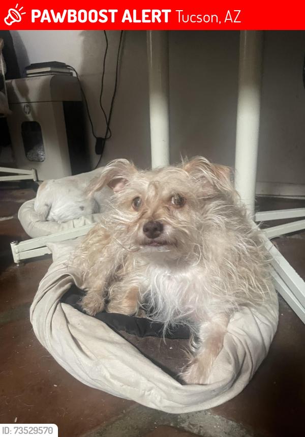 Lost Female Dog last seen S. Ladyslipper place, Tucson, AZ 85747