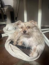 Lost Female Dog last seen S. Ladyslipper place, Tucson, AZ 85747