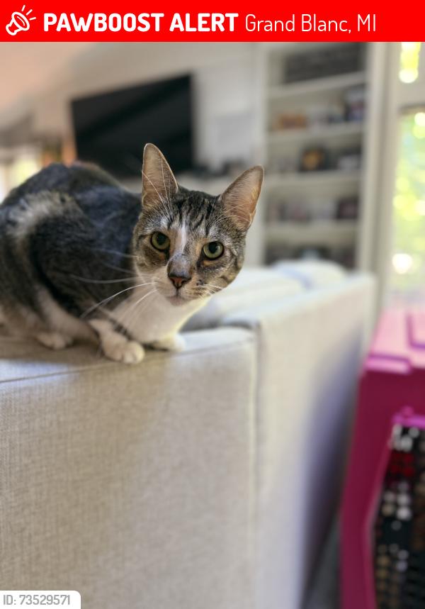 Lost Male Cat last seen Kings Pointe Subdivision Grand Blanc, Grand Blanc, MI 48439