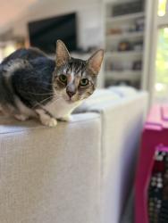Lost Male Cat last seen Kings Pointe Subdivision Grand Blanc, Grand Blanc, MI 48439