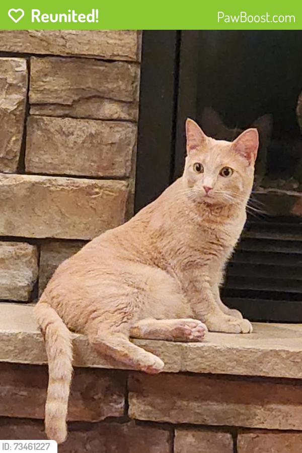 Reunited Female Cat last seen Limestone Ln, Great Falls, MT 59405