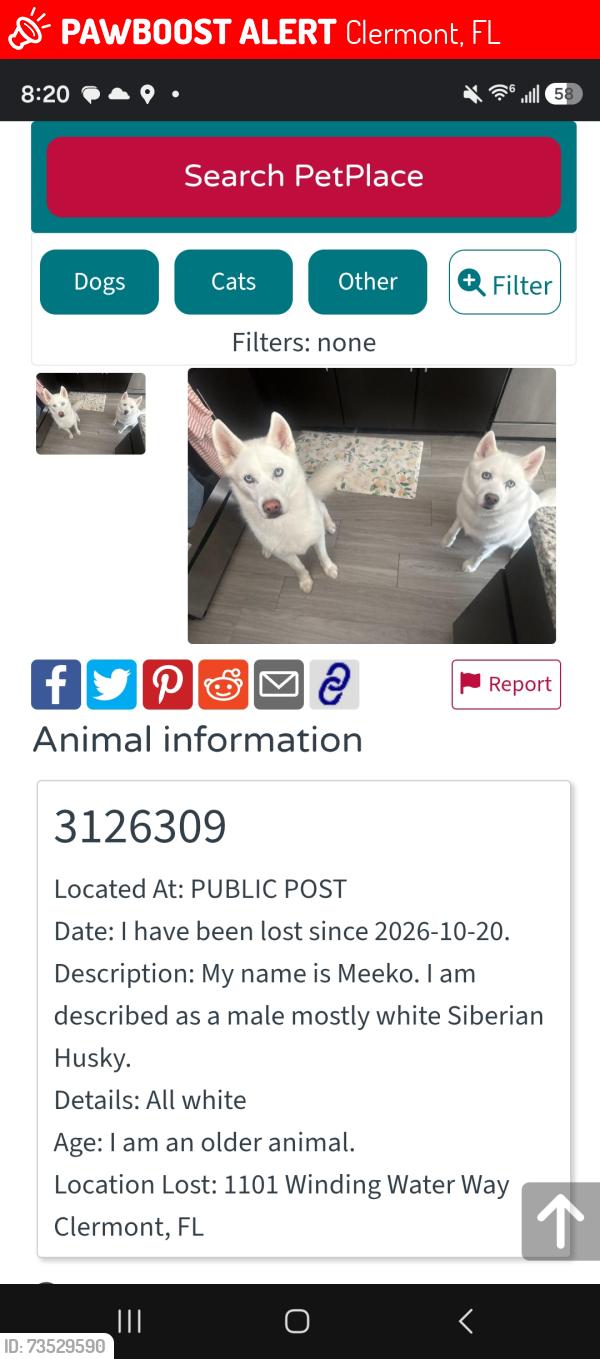Lost Male Dog last seen Near winding water way, Clermont, FL 34714