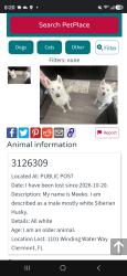 Lost Male Dog last seen Near winding water way, Clermont, FL 34714
