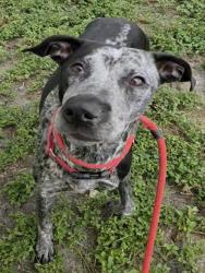Shelter Stray Female Dog last seen Near BLOCK E HARMONY LAKE CIR, DAVIE FL 33324, 2400 SW 42nd St, Fort Lauderdale, FL 33312, USA