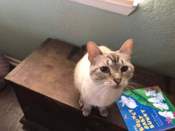 Lost Female Cat last seen Hwy FM 2147, Horseshoe Bay, TX 78657