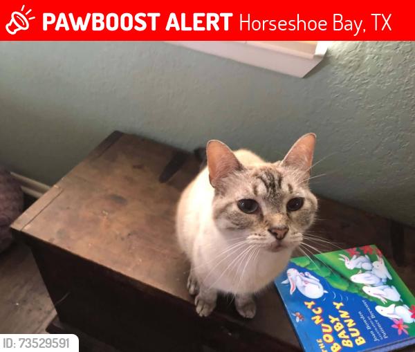 Lost Female Cat last seen Hwy FM 2147, Horseshoe Bay, TX 78657