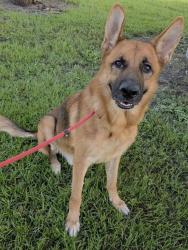 Shelter Stray Male Dog last seen Near BLOCK N OCEAN BLVD, FORT LAUDERDALE FL 33308, 2400 SW 42nd St, Fort Lauderdale, FL 33312, USA