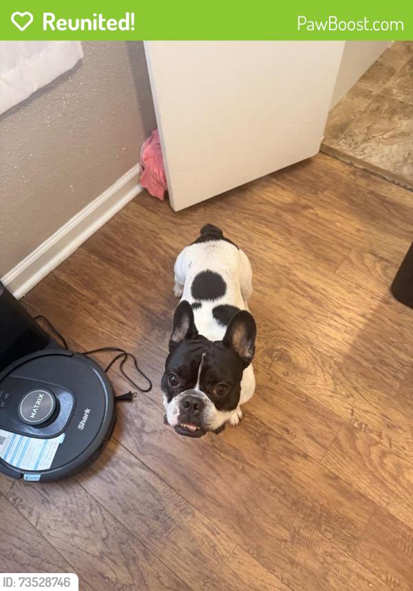 Reunited Male Dog last seen Mission Bend Community Park (San Dario Dr & Bellaire Blvd), Houston, TX 77083