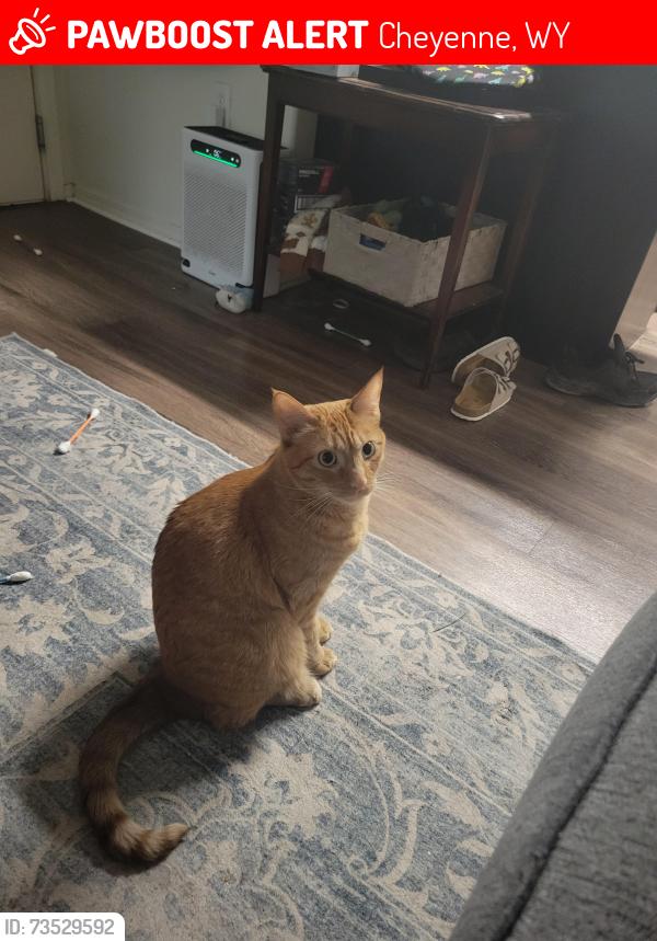 Lost Male Cat last seen Sundance apmt complex, Cheyenne, WY 82007