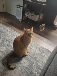 Lost Male Cat last seen Sundance apmt complex, Cheyenne, WY 82007