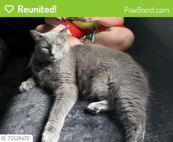 Reunited Male Cat last seen Westmoreland Ave and Glenn St, Lansing, MI 48915
