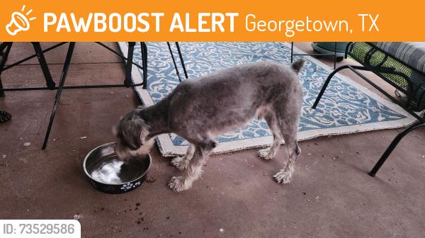 Found/Stray Male Dog last seen WIind Hollow, Wildwood & Woodstock, Georgetown, TX 78633