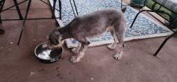 Found/Stray Male Dog last seen WIind Hollow, Wildwood & Woodstock, Georgetown, TX 78633