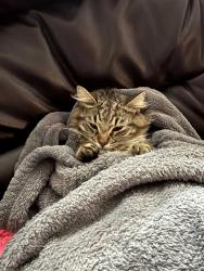 Lost Female Cat last seen In front of 2075 Pinion Wing Cir Castle Rock CO in the open field, Castle Rock, CO 80108
