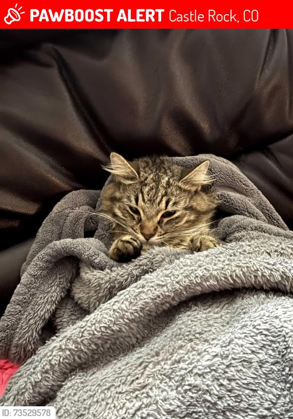 Lost Female Cat last seen In front of 2075 Pinion Wing Cir Castle Rock CO in the open field, Castle Rock, CO 80108