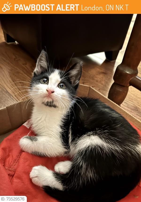 Found/Stray Unknown Cat last seen Cranbrook and Commissioners Rd W, London, ON N6K 4T9
