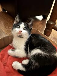 Found/Stray Unknown Cat last seen Cranbrook and Commissioners Rd W, London, ON N6K 4T9