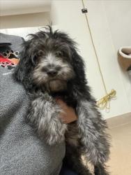 Shelter Stray Female Dog last seen GARIN AVE, 16 Barnes Ct, Hayward, CA 94544, USA