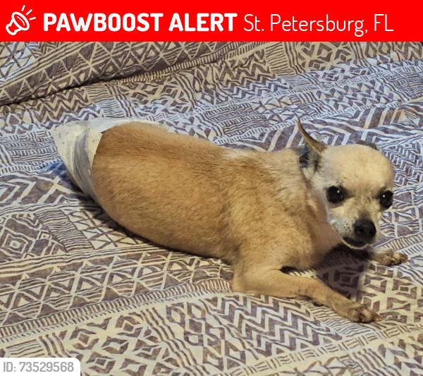 Lost Male Dog last seen Near 41st Avenue North, St. Petersburg, FL 33709