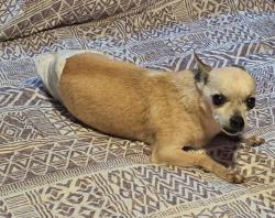 Lost Male Dog last seen Near 41st Avenue North, St. Petersburg, FL 33709