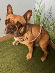 Shelter Stray Female Dog last seen , 38550 Sierra Hwy, Palmdale, CA 93550, USA