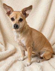 Shelter Stray Female Dog last seen , 38550 Sierra Hwy, Palmdale, CA 93550, USA