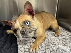 Shelter Stray Female Dog last seen , 38550 Sierra Hwy, Palmdale, CA 93550, USA