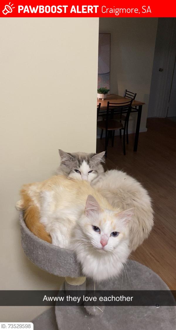 Lost Female Cat last seen Jacaranda dr, Craigmore, SA 5114