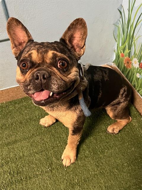 Shelter Stray Female Dog last seen , 38550 Sierra Hwy, Palmdale, CA 93550, USA
