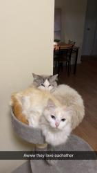 Lost Female Cat last seen Jacaranda dr, Craigmore, SA 5114