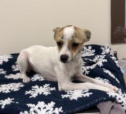 Shelter Stray Female Dog last seen , 38550 Sierra Hwy, Palmdale, CA 93550, USA