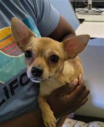 Shelter Stray Female Dog last seen , 1850 W 60th St, Los Angeles, CA 90047, USA