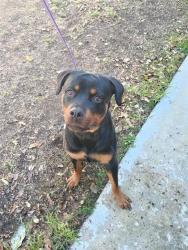 Shelter Stray Unknown Dog last seen MAGNET/BOSQUE, 92618, 6443 Oak Canyon, Irvine, CA 92618, USA