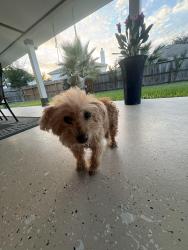 Found/Stray Female Dog last seen Swords creek rd / Blackridge, Houston, TX 77067