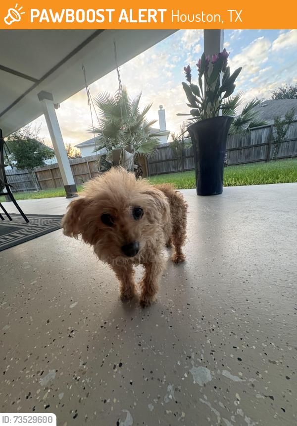Found/Stray Female Dog last seen Swords creek rd / Blackridge, Houston, TX 77067