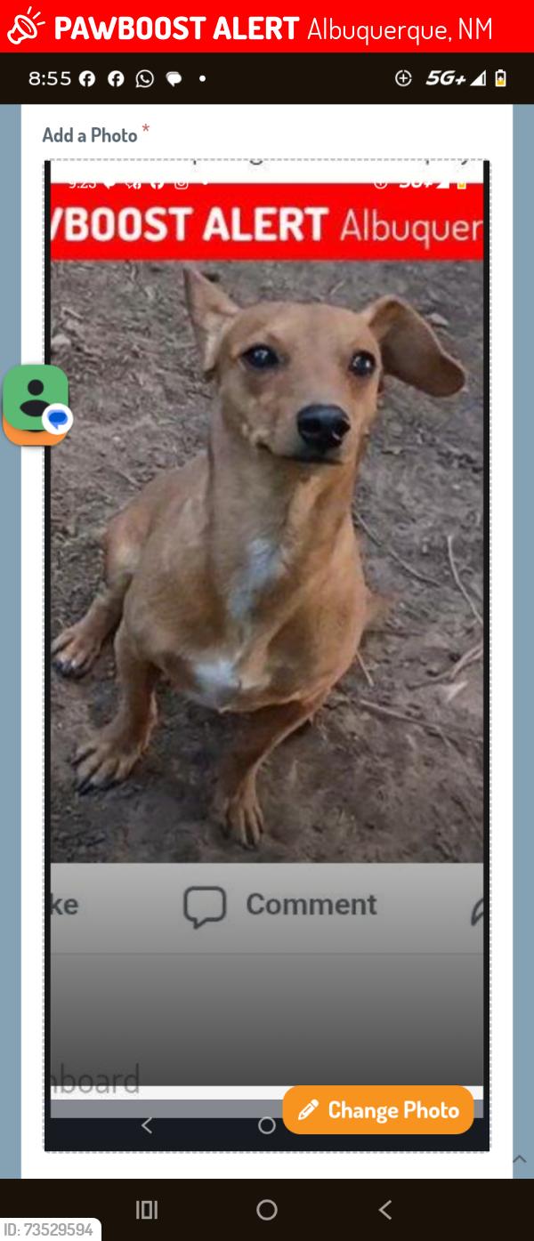 Lost Male Dog last seen Albuquerque New Mexico, Albuquerque, NM 87111