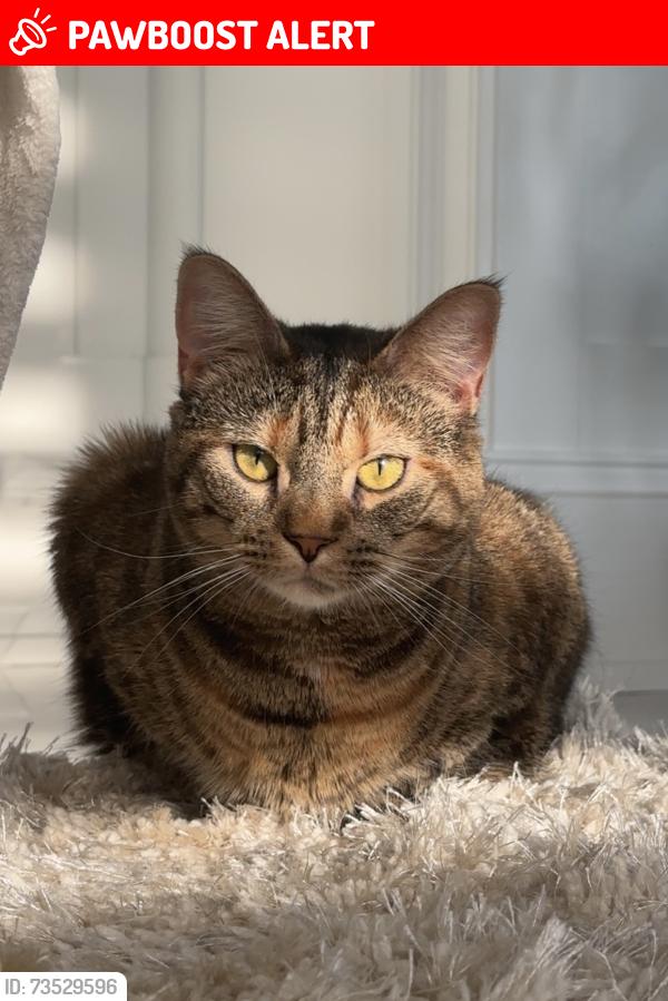 Lost Female Cat last seen Smith drive, Hampden Township, PA 17050