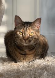 Lost Female Cat last seen Smith drive, Hampden Township, PA 17050