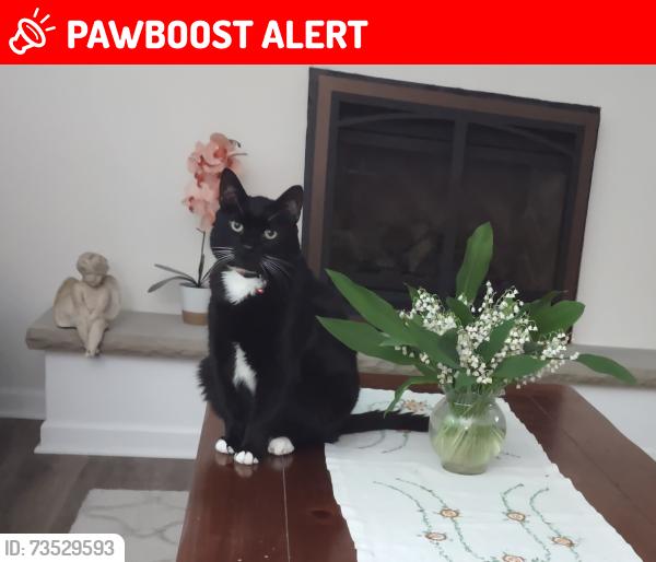 Lost Male Cat last seen Langhorne-Yardley Rd., Middletown Township, PA 19047