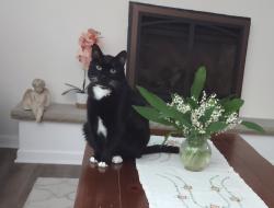 Lost Male Cat last seen Langhorne-Yardley Rd., Middletown Township, PA 19047