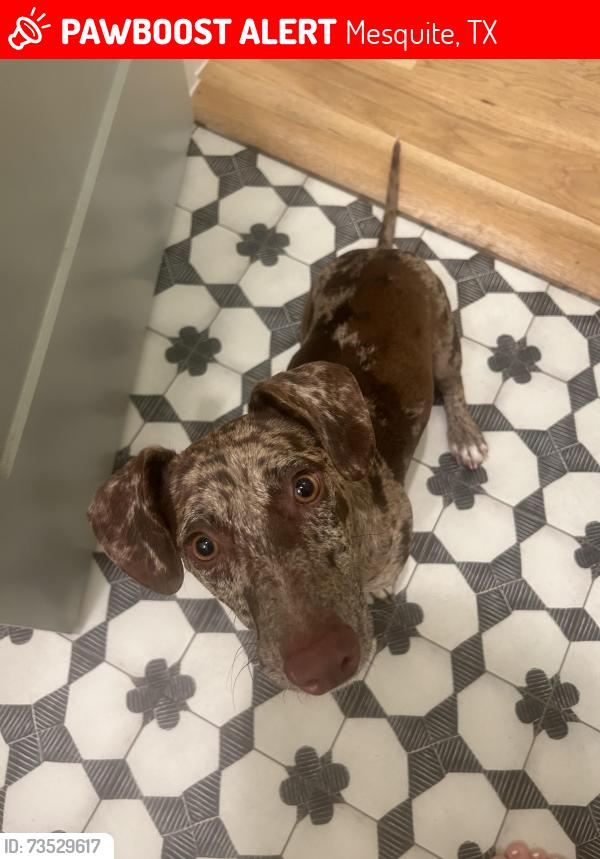 Lost Male Dog last seen Near S Walker St, Mesquite, TX 75149, Mesquite, TX 75149