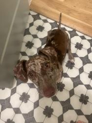 Lost Male Dog last seen Near S Walker St, Mesquite, TX 75149, Mesquite, TX 75149