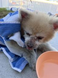 Found/Stray Male Dog last seen Cordary and bodger, Hawthorne, CA 90250