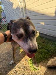 Reunited Female Dog last seen Bingham Ave, Kettering, OH 45420, USA, Kettering, OH 45420