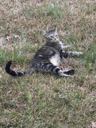 Lost Female Cat last seen White Horse Rd / New Easley Hwy 123, Parker, SC 29611