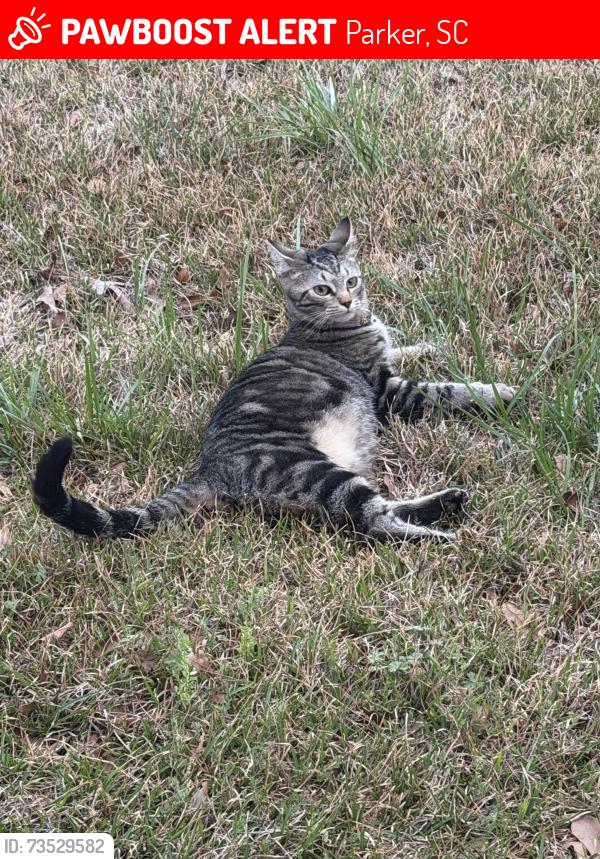 Lost Female Cat last seen White Horse Rd / New Easley Hwy 123, Parker, SC 29611